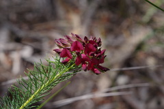 Gompholobium confertum