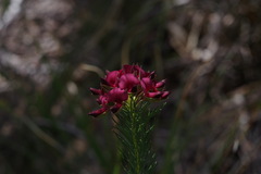 Gompholobium confertum