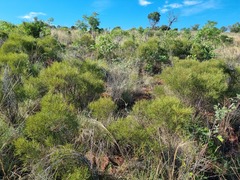 Euclea linearis