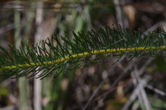 Gompholobium confertum