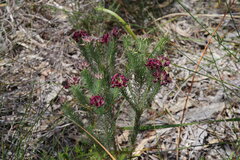 Gompholobium confertum