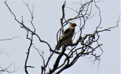 Hieraaetus morphnoides