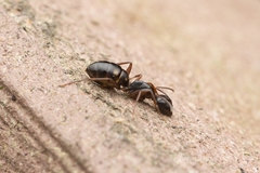 Camponotus quadrinotatus