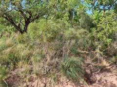 Euclea linearis