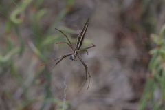 Argiope protensa
