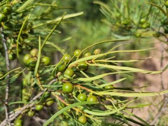 Euclea linearis