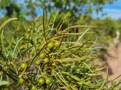 Euclea linearis
