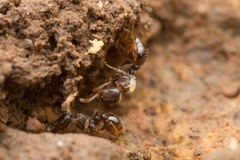 Tetramorium tsushimae