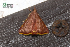 Hypsopygia pelasgalis