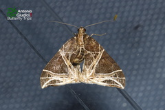 Ecliptopera rectilinea
