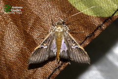 Maruca vitrata