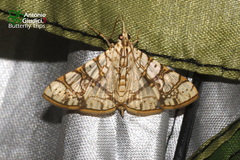 Glyphodes caesalis