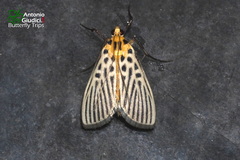 Tyspanodes hypsalis