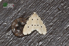 Metaemene satellita