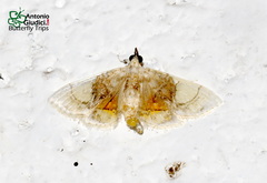 Noctuelia