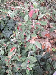 Cotoneaster pannosus
