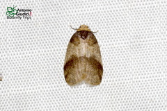Eugoa muluana