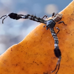 Stephanopis barbipes