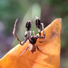 Stephanopis barbipes