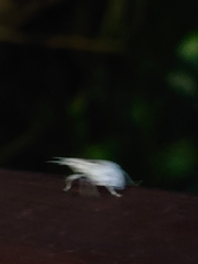 Dermatoxenus caesicollis