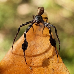 Stephanopis barbipes