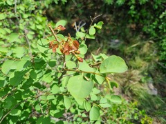 Pseudolachnostylis maprouneifolia