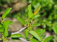 Ximenia americana