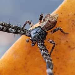 Stephanopis barbipes