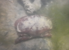Atergatis integerrimus