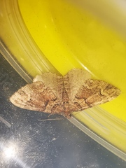 Catarhoe basochesiata