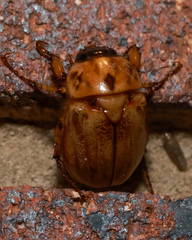Cyclocephala signaticollis