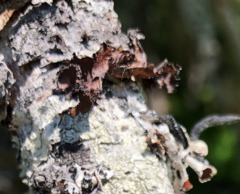 Tuckermanopsis platyphylla