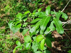 Volkameria glabra