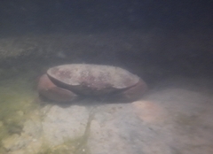 Atergatis integerrimus