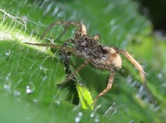 Pardosa