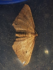 Coenocalpe millierata