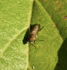 Therevidae