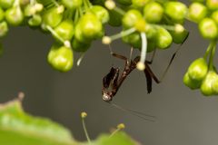 Pseudomantis