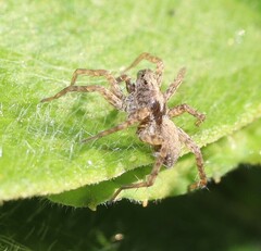 Pardosa