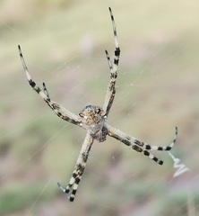 Argiope argentata