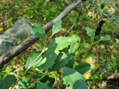 Maytenus undata