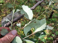 Maytenus undata