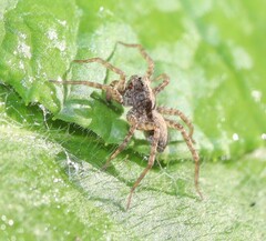 Pardosa