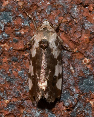 Acontia nivipicta