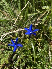 Gentiana bavarica bavarica