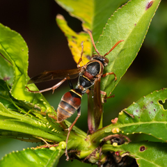 Polistes humilis