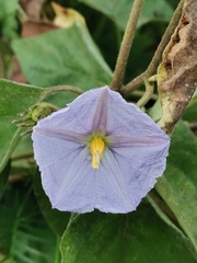 Lycianthes lenta