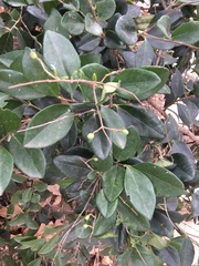 Ligustrum ovalifolium