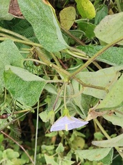 Lycianthes lenta