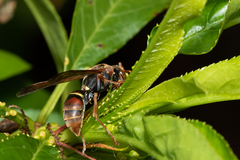 Polistes humilis